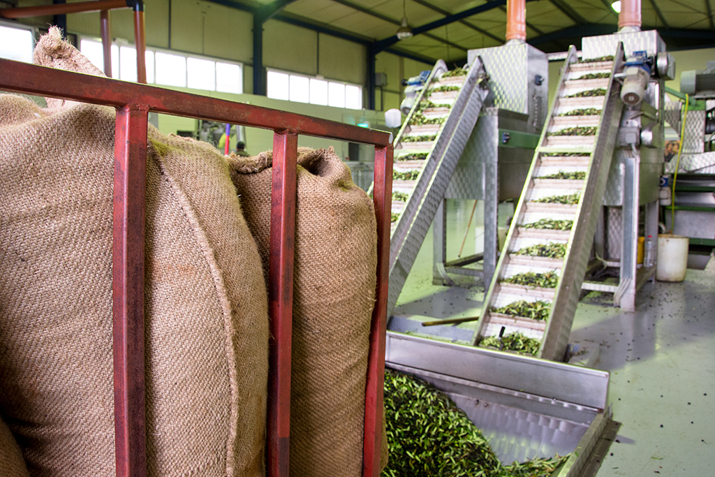 Fresh virgin olive oil production at a cold-press factory after